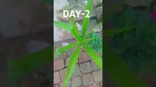 comment #firstshortvideo #shoot #hariyali #viralvideo #trending #trending #gowithnature #gotviral