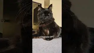 Если бы Нокс был человеком #нокс