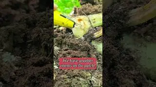 Squash vine borers suck