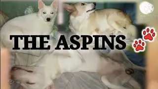 MEET MY 3 ASPIN DOGS 🐕| MAHILIG MATULOG | THE ASPINS | ADOPT DONT SHOP 🐾💕