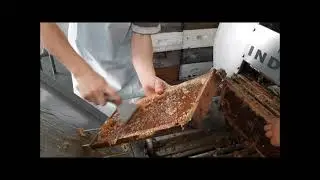 Cosechando Miel de Abeja Apicultura 👉 Trabajando: sala de extraccion de miel con Enrique Klauser 🐝