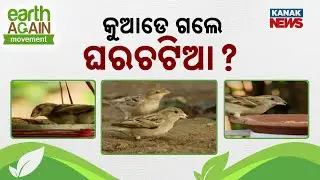 Disappearing Sparrows: A Warning Sign of a Disturbed Environment