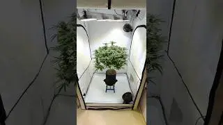 Mimosa [Mid Bloom] 🌿 Full Tent Growth &ndash; Dense Canopy & Vibrant Development