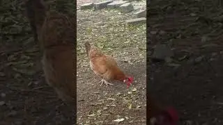 Happy Sunday#funny #comedy #trending #kozhi_koodam #shorts #funny_chicken #husbandwifetamilcomedy