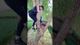 Unbelievable Peacock Video You Never Imagine #peacockvideo #music #wildlifeentertainment #peacock