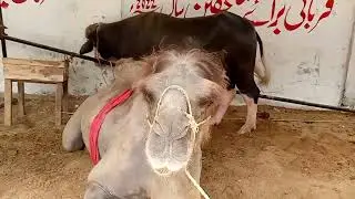 Camel at jdc cow 2022, cow mandi 2022, jdc 2022,