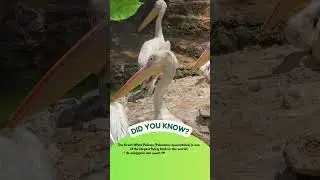 The Giant of the Skies: The Great White Pelican..