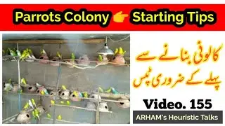 Colony starting tips of Australian Parrots in urdu / hindi by |ARHAM|., Vdo. 155