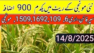 Munji price in Punjab pakistan 2025/ supri,arri 6,1509,1692 monji rates updates/local farmers 