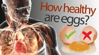 CHICKEN EGGS. Benefit or harm? / protein and cholesterol / eggs benefits and contraindications /