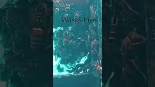 #wasps hive #cosmic speech #ytshortsindia