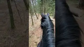#pov dein Pony bestimmt den Ausritt im Wald🌲 #reiten #ausritt #ausreiten #fypシ #pferdevideos #galop