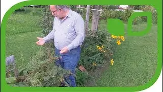 Die kompakte Gojibeere Instant Success als Zierstrauch