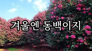 [SUNO] 겨울엔 동백이지  #동백 #제주 #제주여행 #동백명소 #동백사진 #겨울여행 #SUNO작곡 
