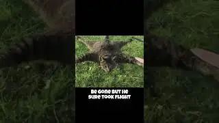 Kitty Takes Flight! The CRAZIEST Drone You'll Ever See!&nbsp;