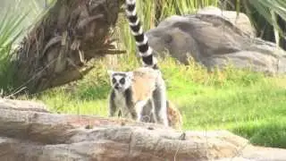 Al Bustan Zoological Center is a zoo for endangered species in Sharjah
