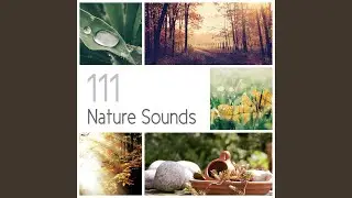 Waterfall Healing: Free Mind
