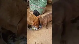 Dog food family #animalphotos