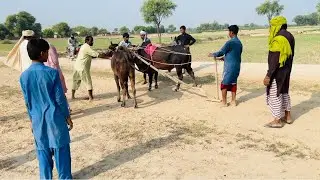 Beautiful bull dangal || Pakistani bull show || melay ki tiyari horhi hai