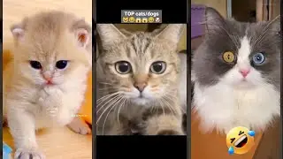 Cute Animals 😾 Cat Fight 🐱 #TOMCATS Episode 8852
