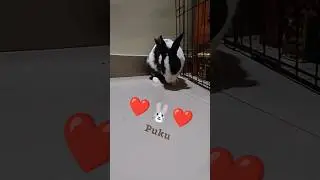 Cute Rabbit Bunny puku 🥹 cute Rabbits video #cute #pets #rabbit #bunny #khargosh