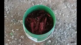 Taking a bucket of Scrap copper to the Scrap Yard