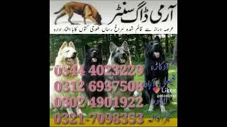 Army Dog Center Karachi #03126937508 #armydogcenterallpakistan (1)