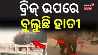 ବ୍ରିଜ୍‌ ଉପରେ ବୁଲୁଛି  ହାତୀ | Elephant Spotted Crossing Bridge in Anandapur | Keunjhar News |Odia News