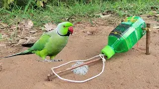 Unique Quick Parrot Trap Using Plastic Cans And Wood - Best Bird Trap working 100%