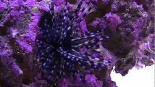 Banded urchin
