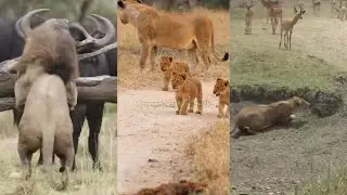 Unbelievable Three Act's of King#wildlifesafari #animals #safarilife