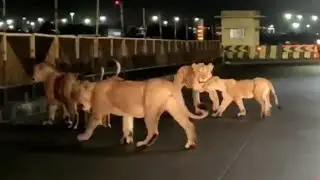 LEÕES INDIANOS ATACANDO ANIMAIS NAS CIDADES 