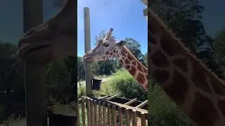 Orana Wildlife Park 🦒🦍🐅 - Christchurch - NZ