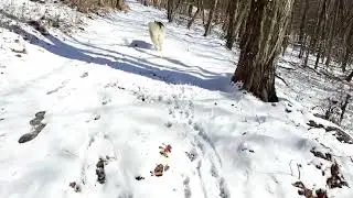 Malamute off leash automatic check in