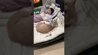 Рамазан тоже хочет молочка #cat #memes #cinema #tiktok