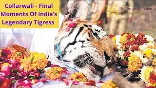 Collarwali   Final Moments Of India&rsquo;s Legendary Tigress