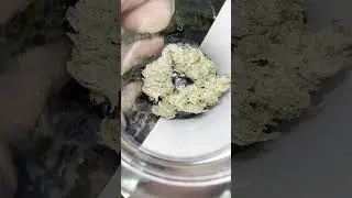 A Look into Cannabis Strains #2: Vamp Slayer: GMO crossed with Chem 91 #shorts #weedstagram  #faded