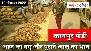 December 15, 2022 आज का आलू का थोक भाव कानपुर मंडी/potato price today kanpur Mandi