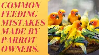 Common feeding mistakes made by parrot owners