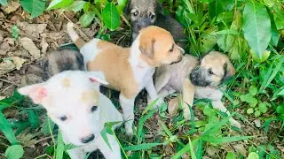 Rescued five baby puppies live without mother in fields|Rescatar al Cachorro| レスキュー子犬|@Animals Care