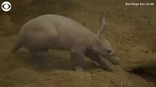 Aardvark pup born at San Diego Zoo for first time in 35 years