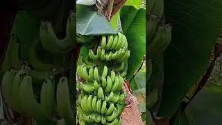 fruit of the earth #fruit #earth #healthy #green