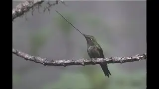 Sword-billed Hummingbird (Ensifera ensifera)