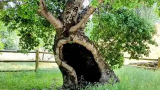 California's FIRST Gold Discovery | Oak of the Golden Dream Placerita Canyon | Toppers Pizza
