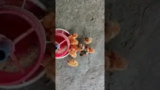 Baby chickens having breakfast #JustVillageThings #VillageLife