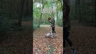 Alleine Fotos mit Hund machen 🐶 so einfach kannst du sch&ouml;ne Bilder mit deinem Hund machen 🐶🤳