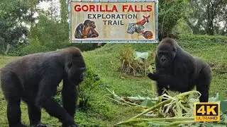 Gorilla Falls Exploration Trail Full Walking Tour 4K | Disney&rsquo;s Animal Kingdom 2025