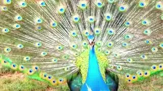 Peacock Bird, The indian peafowl, 4k video & clear sound.