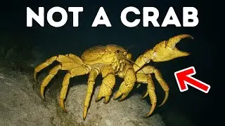 Different Animals Turning Into Crabs Again and Again - What&rsquo;s Going On?
