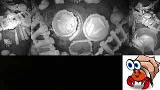 Time Lapse of 24x7 Hermit Crab Live Stream Overnight January 18th - January 19th 2026 (60x)